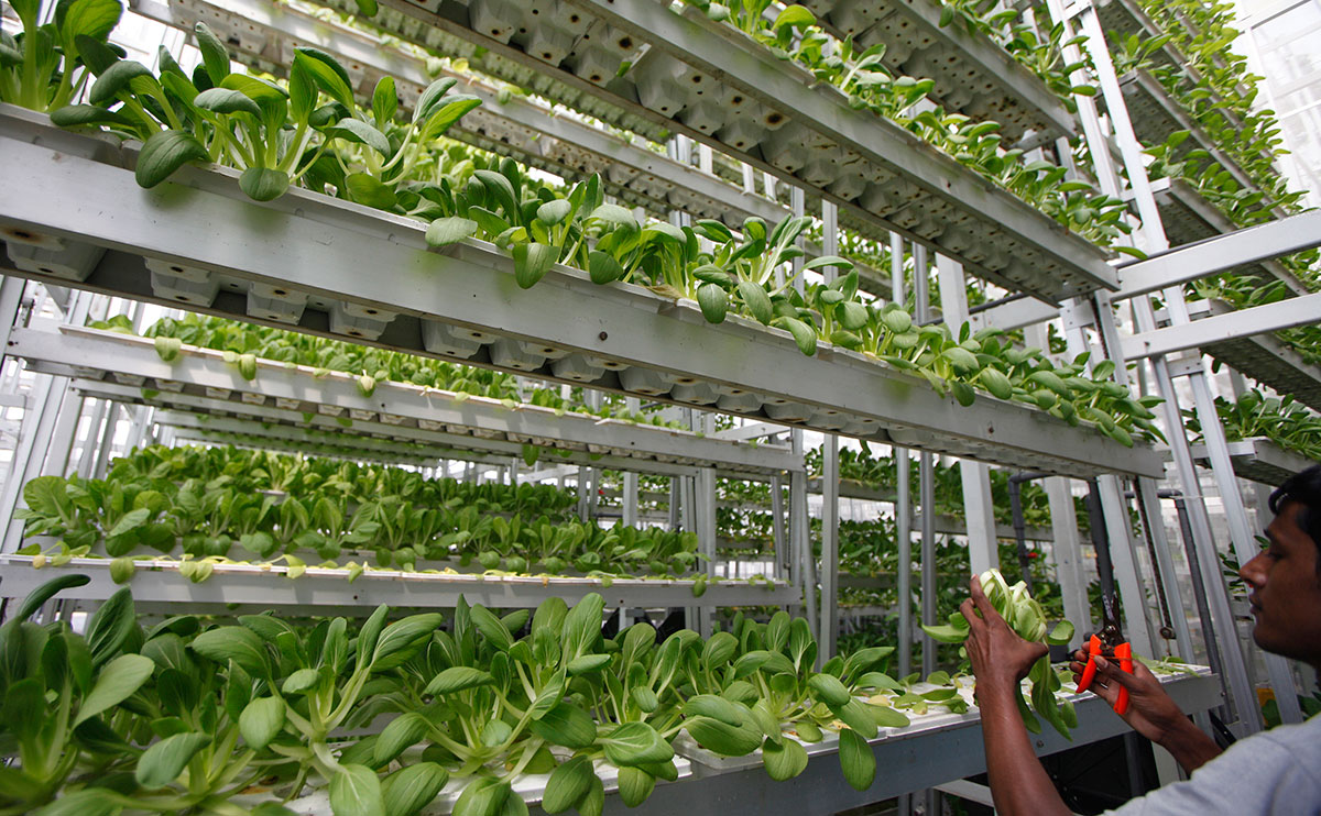 Singapore Seniors and Hydroponic Farming – The Inquisitive ...